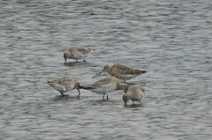 Limosa lapponica baueri