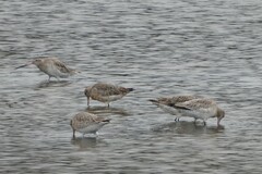 Limosa lapponica baueri