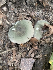 Heterophyllidia