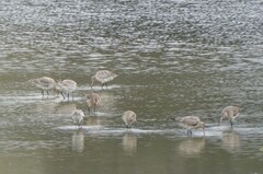 Limosa lapponica baueri