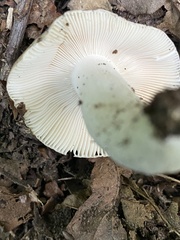 Heterophyllidia
