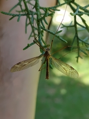 Tipula oleracea