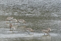 Limosa lapponica baueri