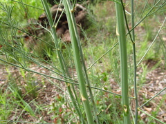 Asparagus
