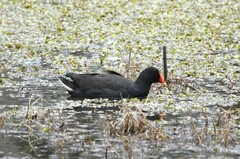Gallinula tenebrosa