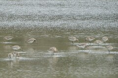 Limosa lapponica baueri