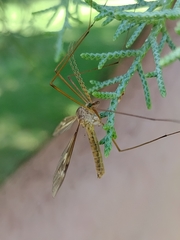 Tipula oleracea