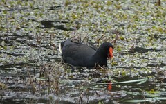 Gallinula tenebrosa