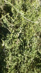 Dicerothamnus rhinocerotis