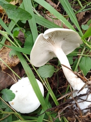 Ampulloclitocybe clavipes