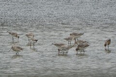 Limosa lapponica baueri
