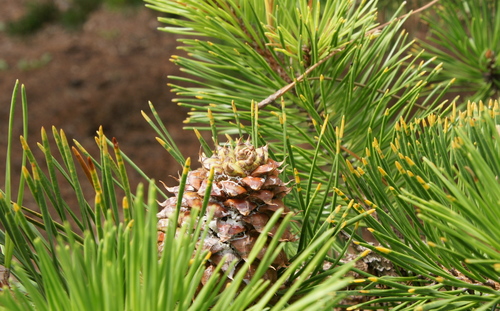 Table Mountain pine