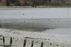 Limosa lapponica baueri