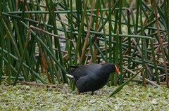 Gallinula tenebrosa