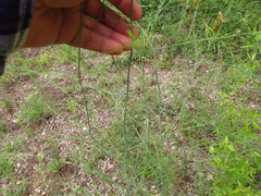 Asparagus