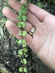 Metrosideros perforata