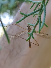 Tipula oleracea