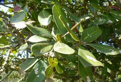 Sideroxylon inerme inerme