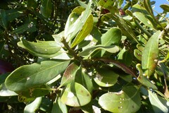 Sideroxylon inerme inerme