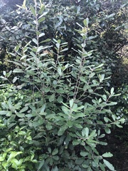Pittosporum ralphii