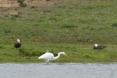 Ardea alba modesta