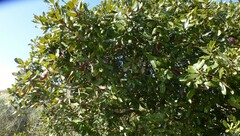 Sideroxylon inerme inerme