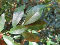 Maclura cochinchinensis