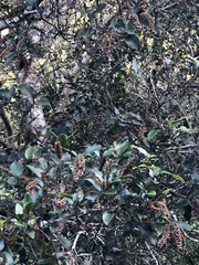 Pterophylla racemosa