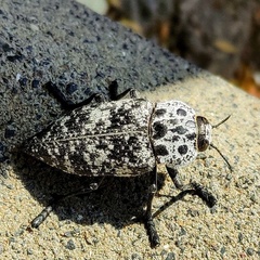 Capnodis cariosa