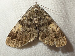 Idia calvaria