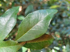 Maclura cochinchinensis