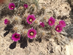Echinocereus engelmannii engelmannii