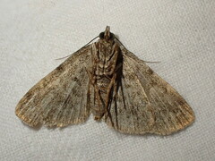 Idia calvaria