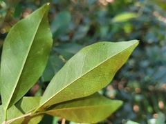 Maclura cochinchinensis