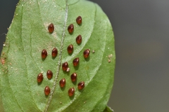 Acanthocoris sordidus