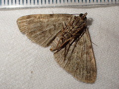 Idia calvaria