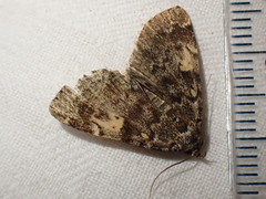 Idia calvaria