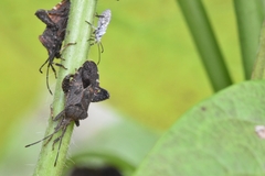 Acanthocoris sordidus