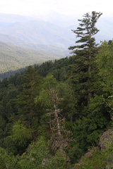 Abies nordmanniana