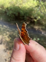 Polygonia gracilis