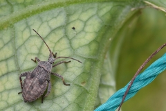 Acanthocoris sordidus