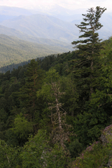 Abies nordmanniana