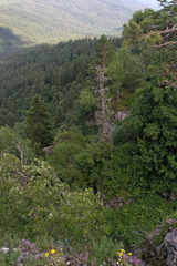Abies nordmanniana