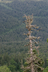 Abies nordmanniana