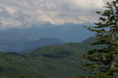 Abies nordmanniana