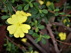 Hibbertia