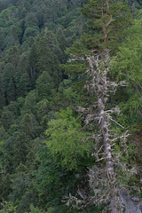 Abies nordmanniana