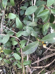 Elaeagnus reflexa