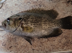 Ambloplites rupestris