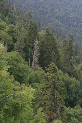 Abies nordmanniana
